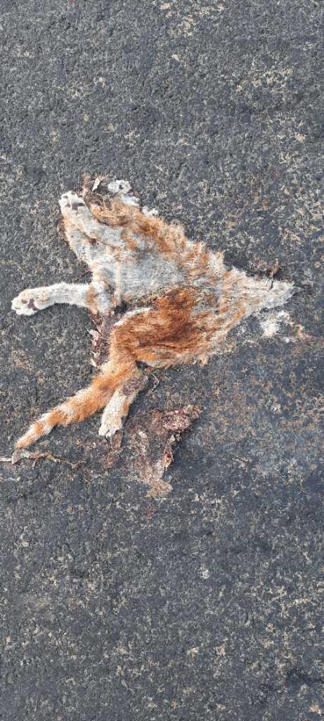 Domestic Cat / मांजर