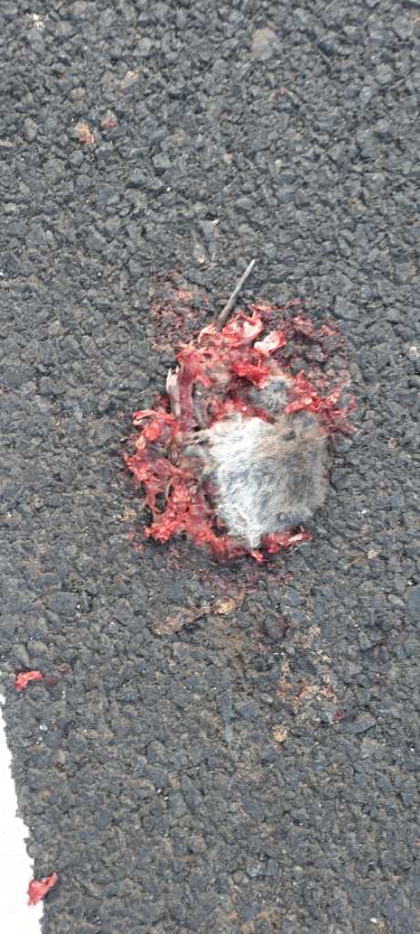 Indian Gerbil / भारतीय जेरबिल