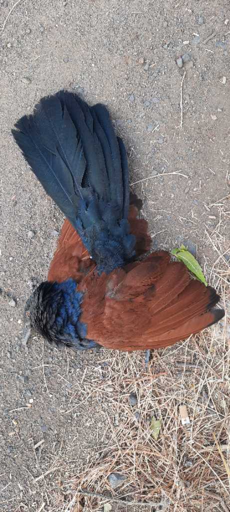 Greater Coucal / भारद्वाज/कूका/महोखा
