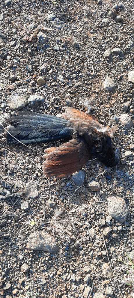 Greater Coucal / भारद्वाज/कूका/महोखा