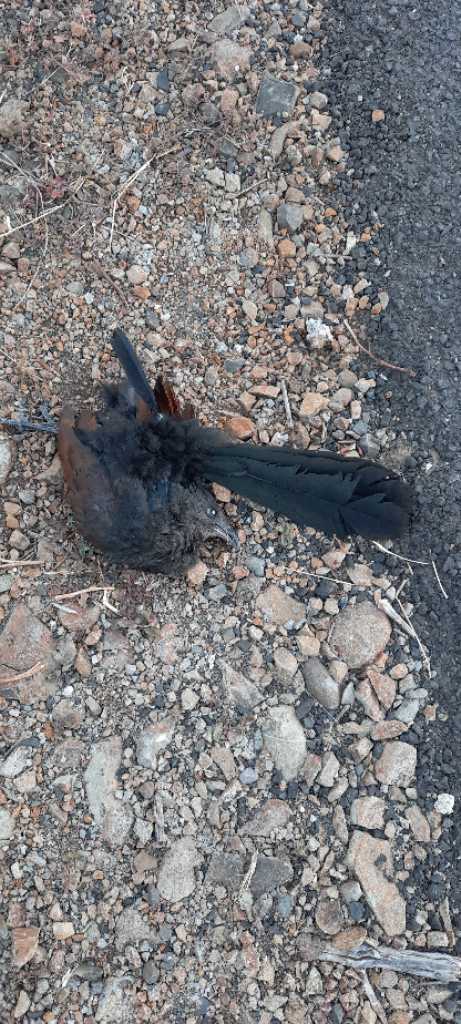 Greater Coucal / भारद्वाज/कूका/महोखा