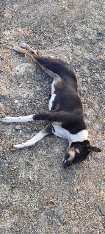 Domestic Dog / कुत्रा