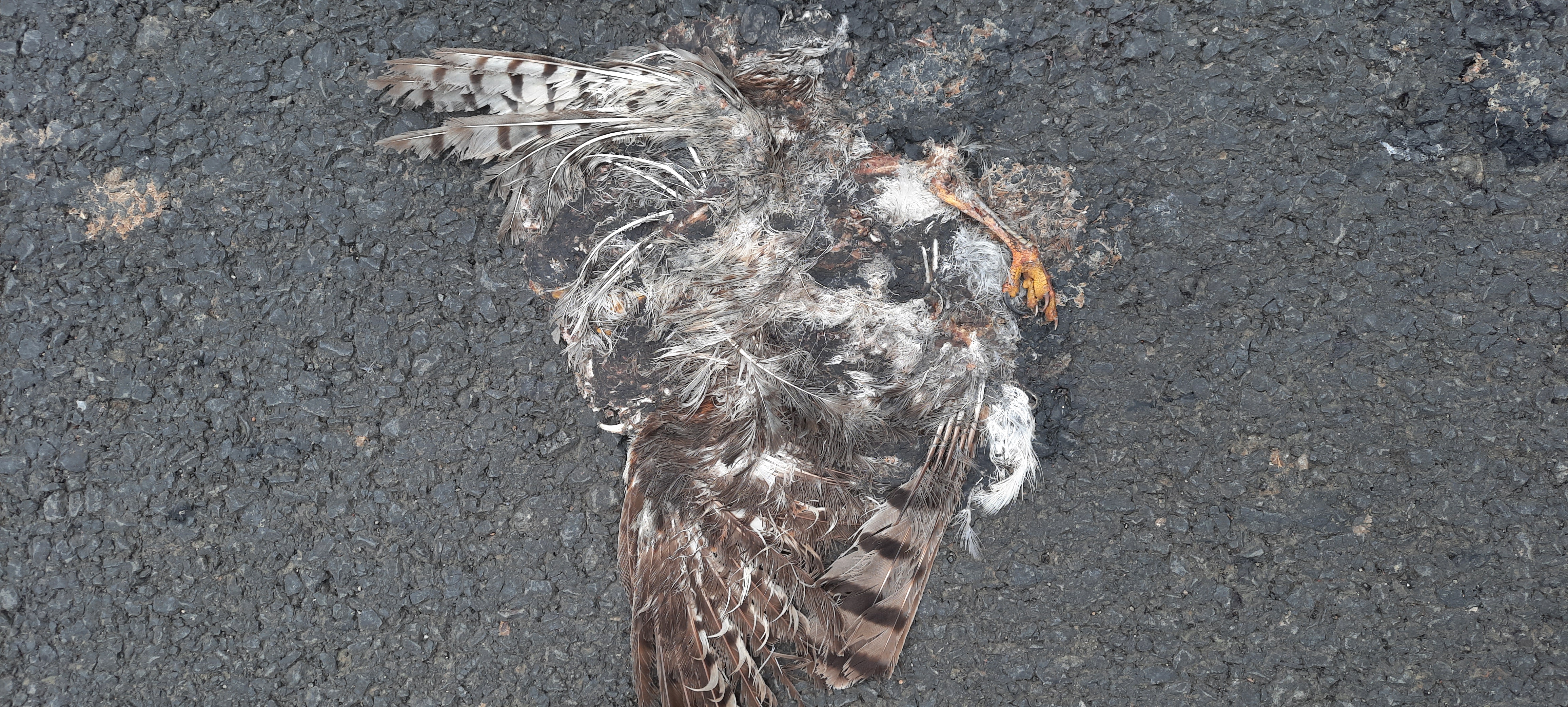 Indian Nightjar / छपका/ भारतीय रात्रिचरी/कपुची