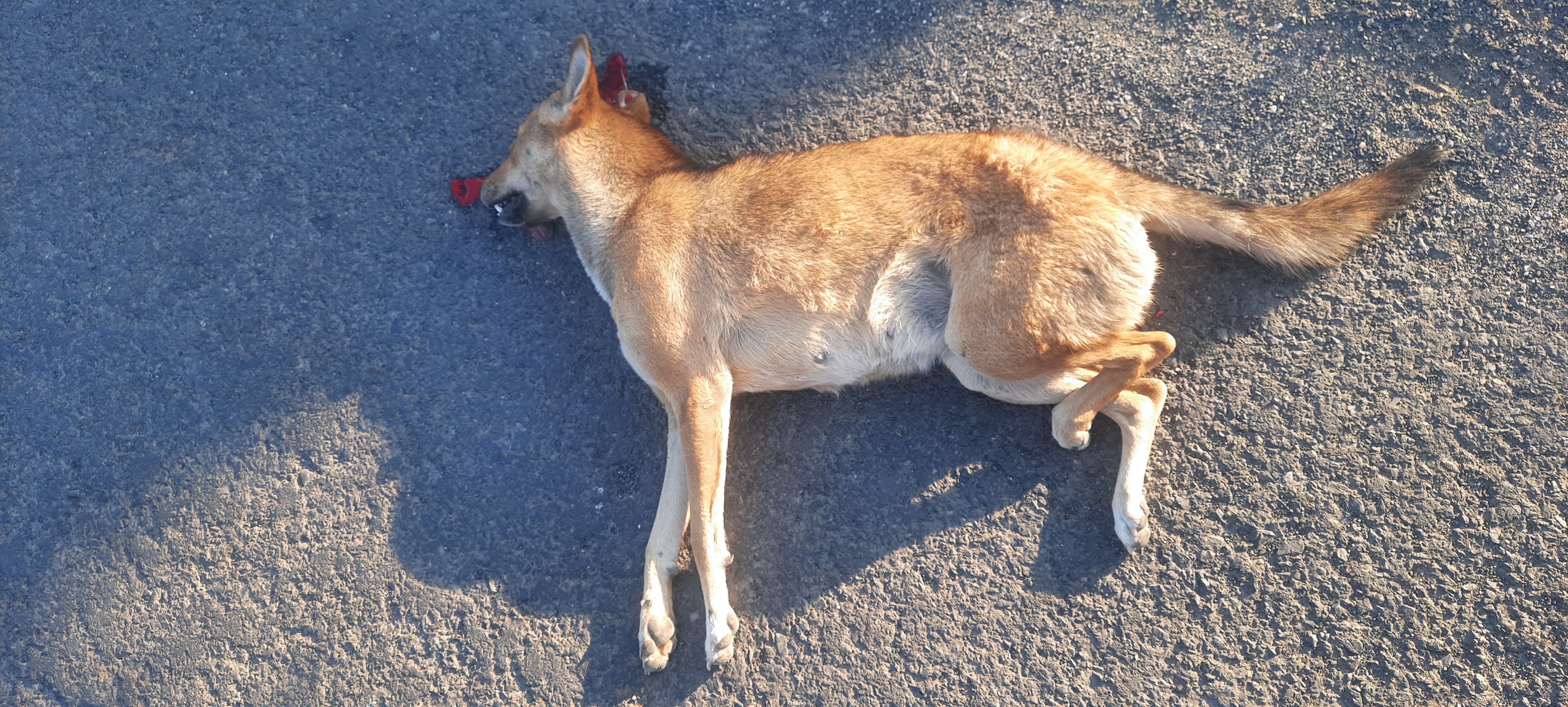 Domestic Dog / कुत्रा