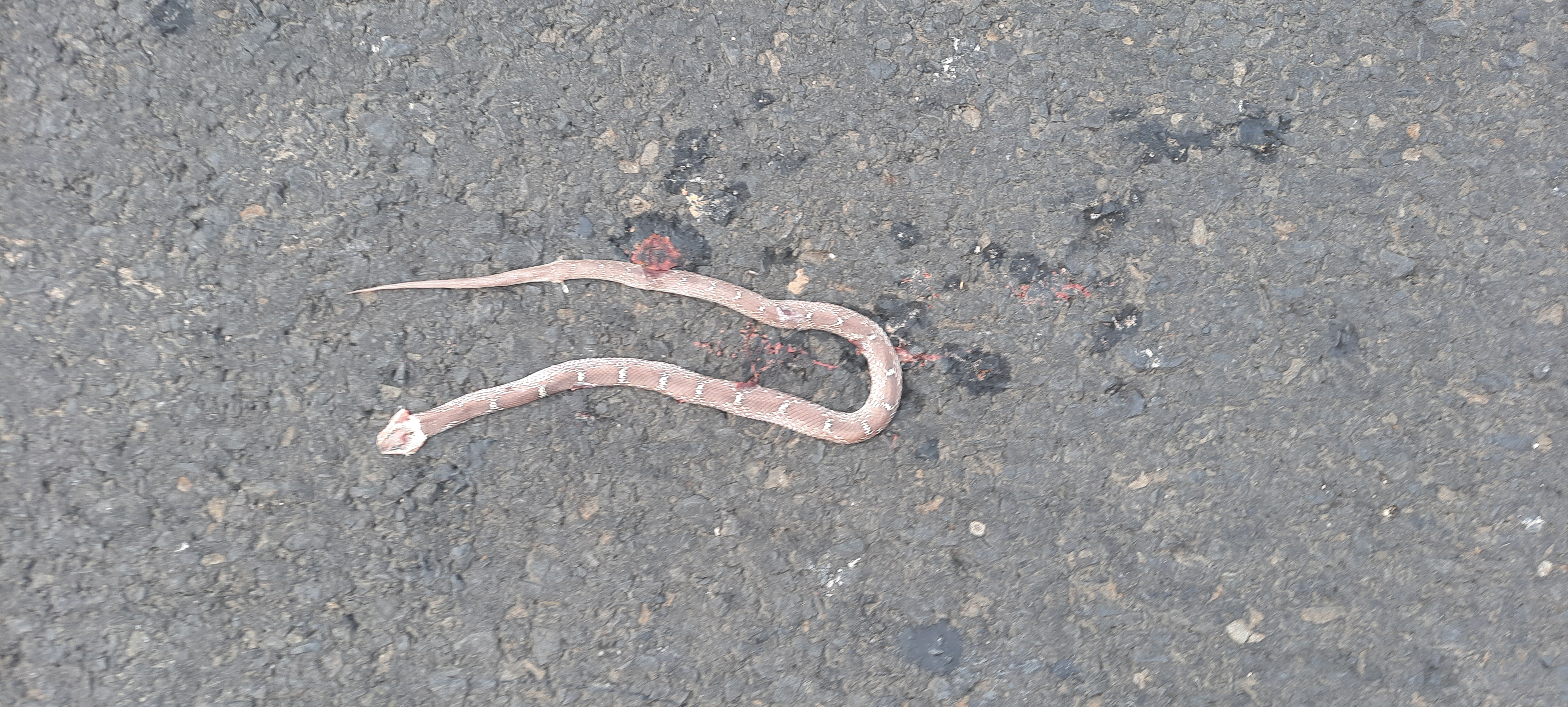 Common Wolf Snake / सामान्य भेड़िया साँप