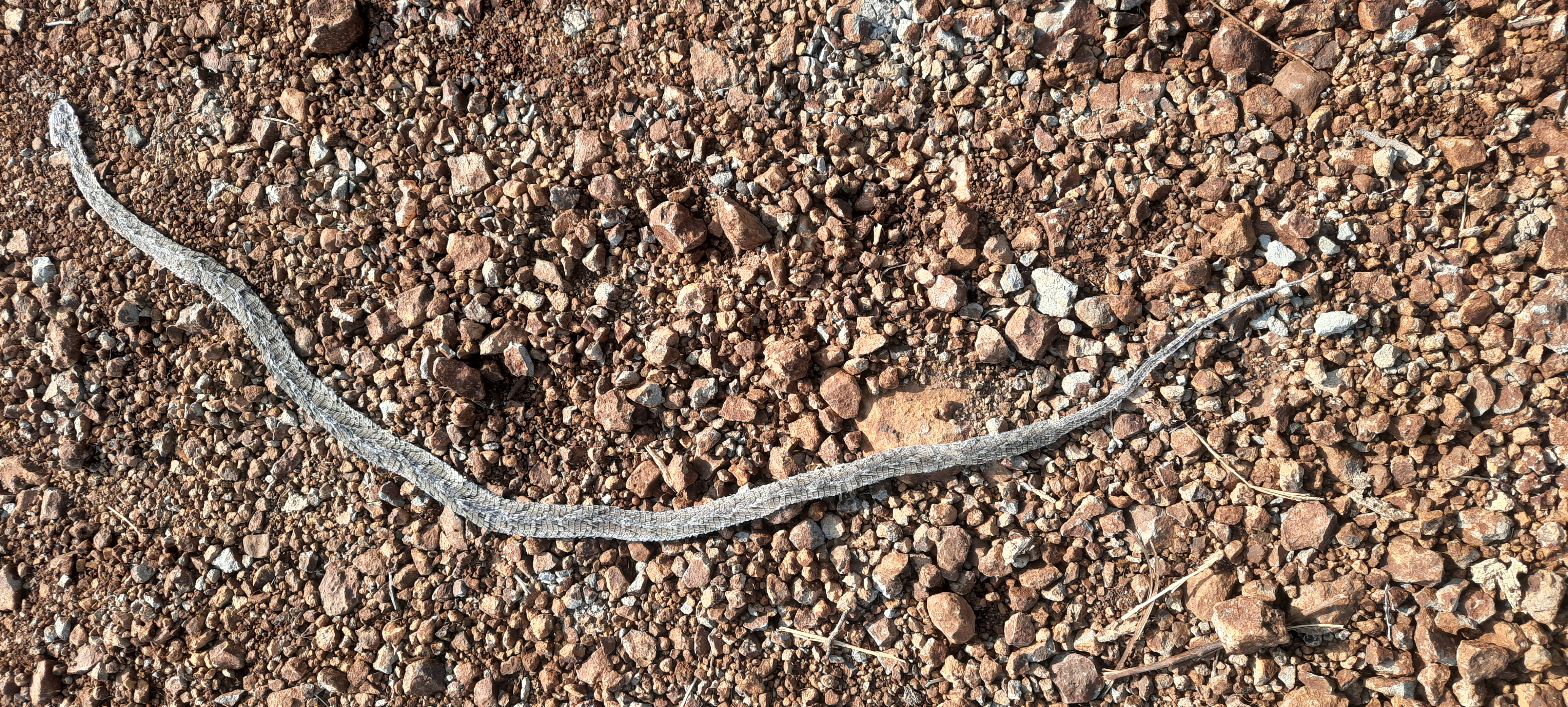 Saw-scaled Viper / सॉ स्केल्ड वाईपर / लहरदार विषैली साँप