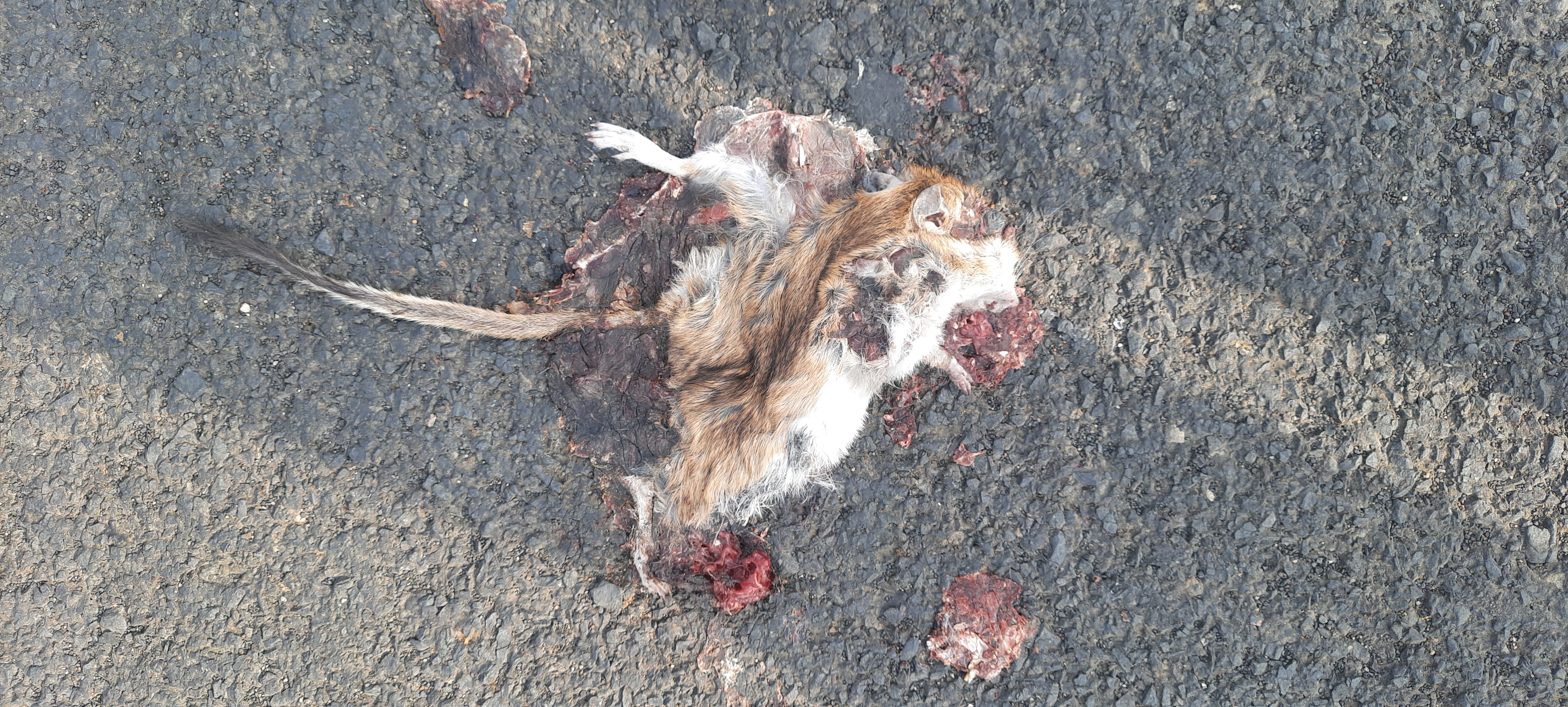 Indian Gerbil / भारतीय जेरबिल