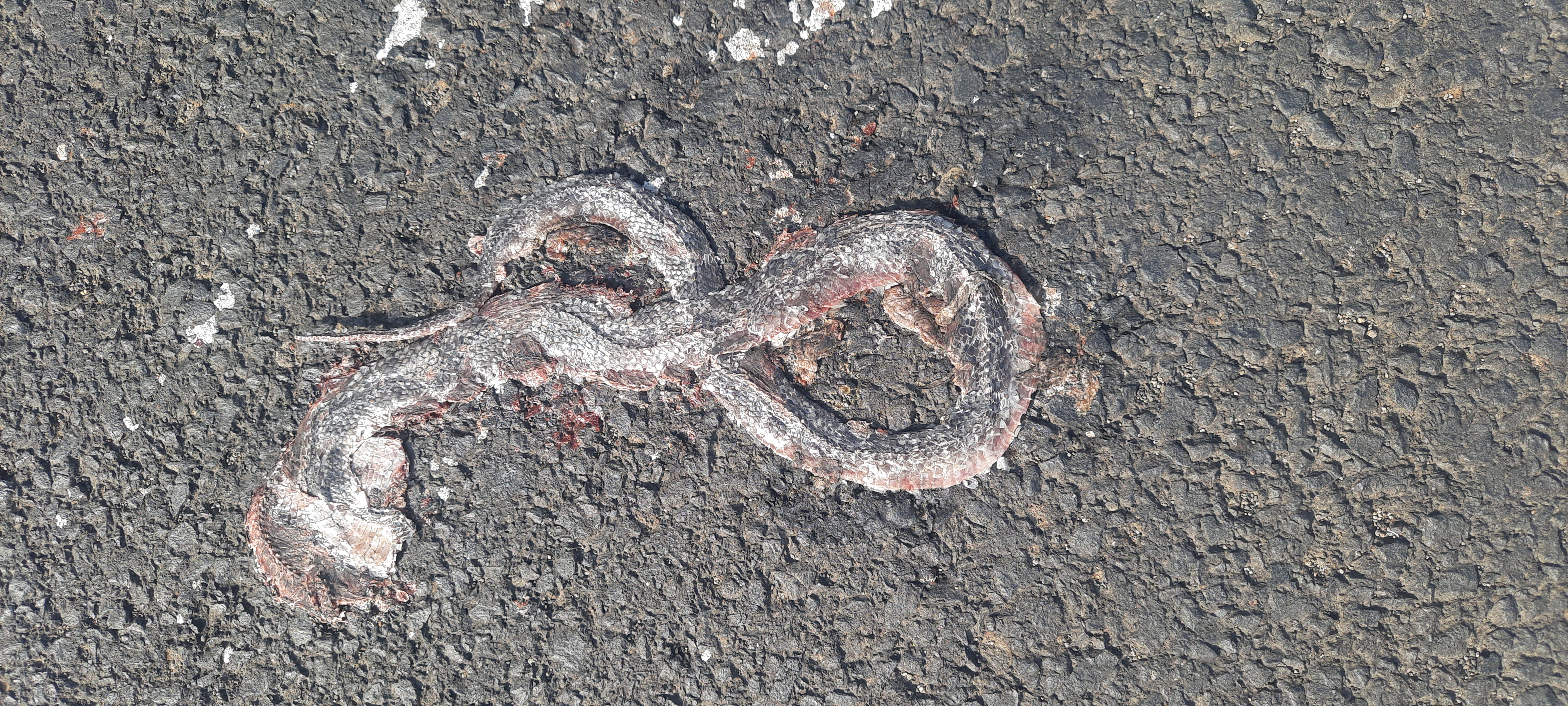Common Wolf Snake / सामान्य भेड़िया साँप