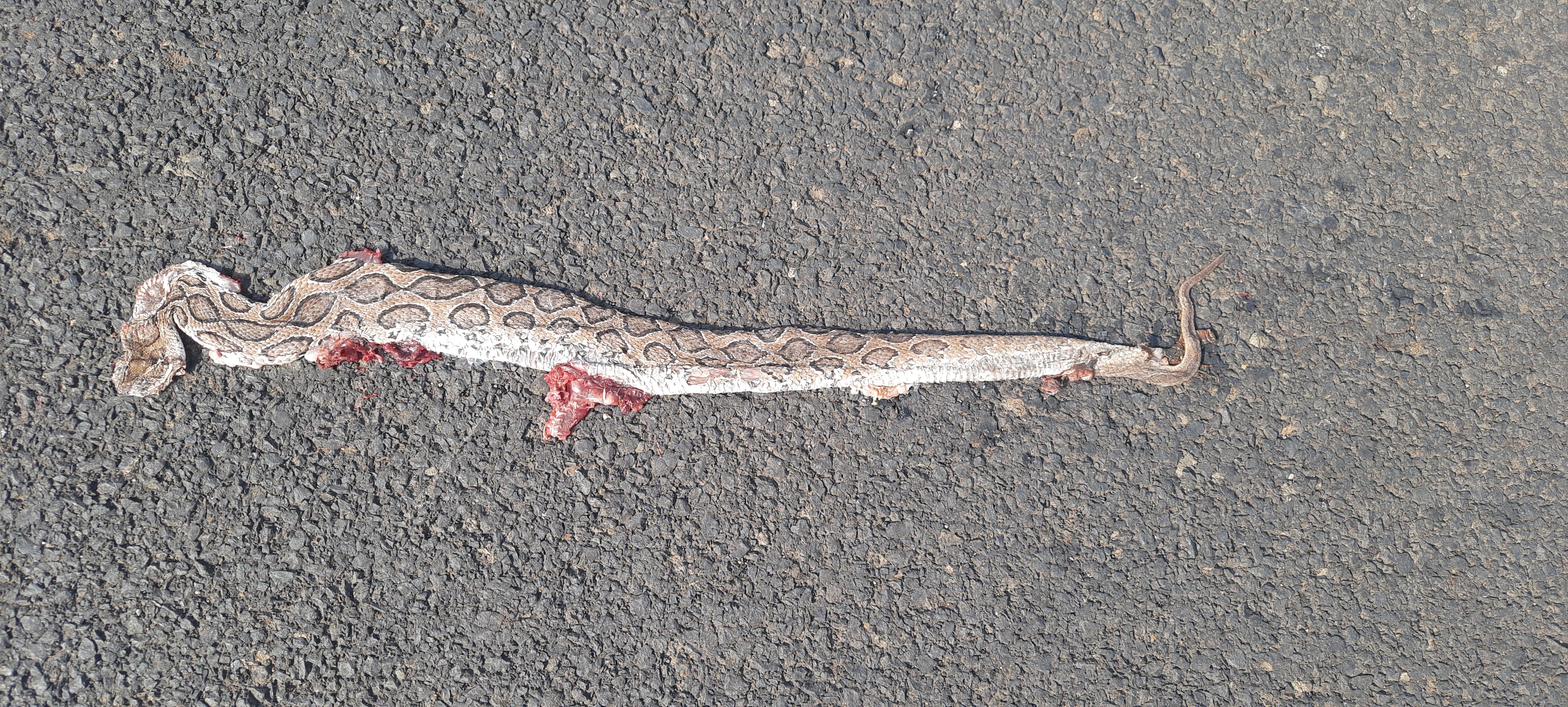 Russell's Viper / रसेल वाइपर