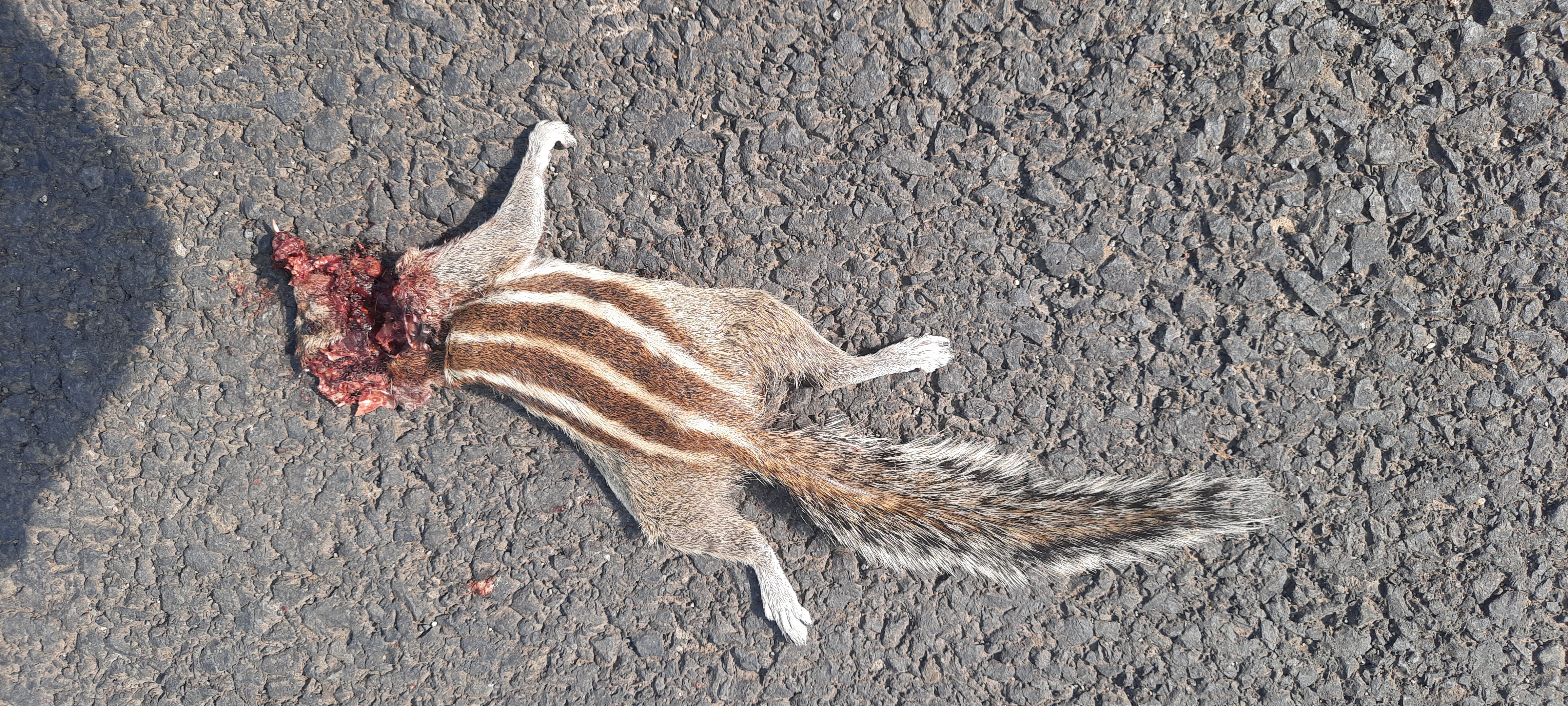 Indian Palm Squirrel / गिलहरी