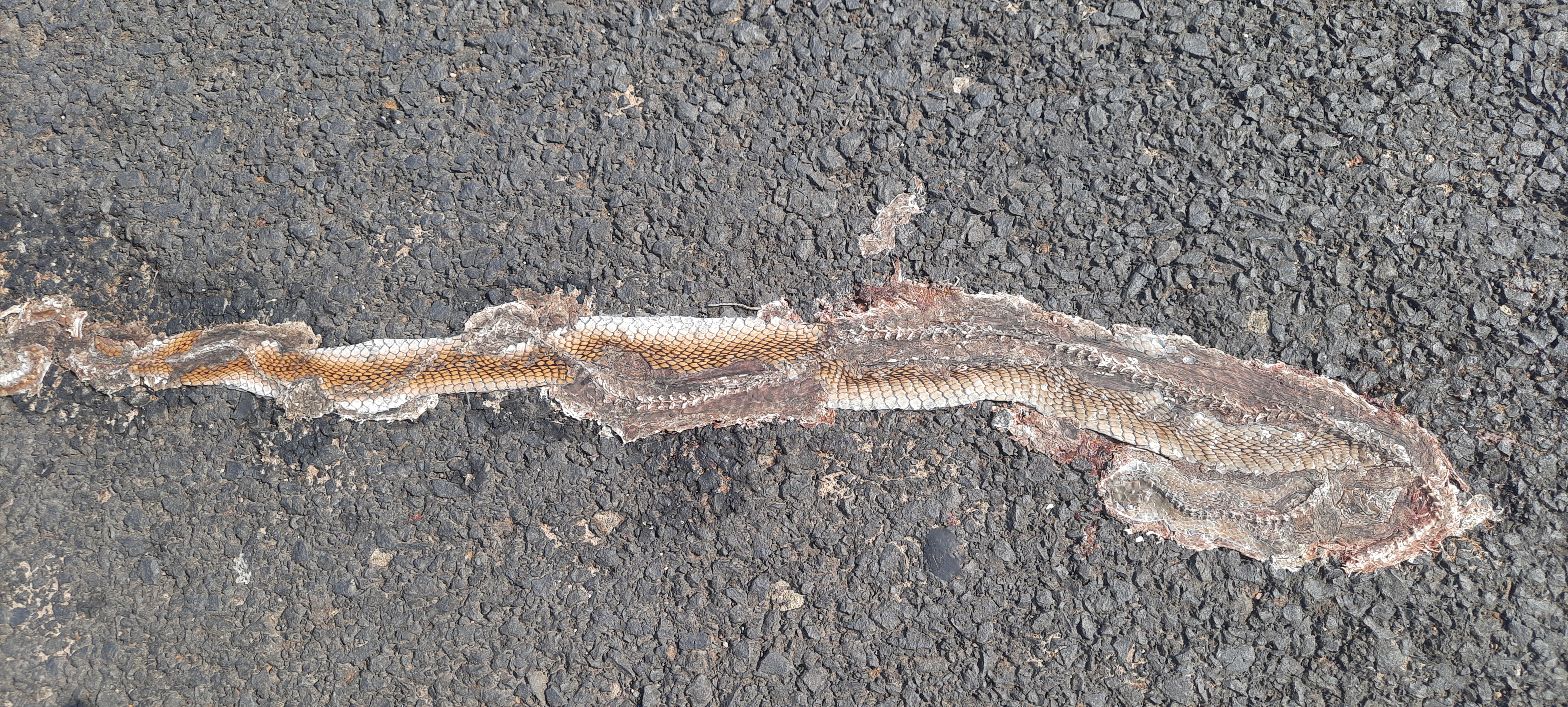 Indian Rat Snake / धामन