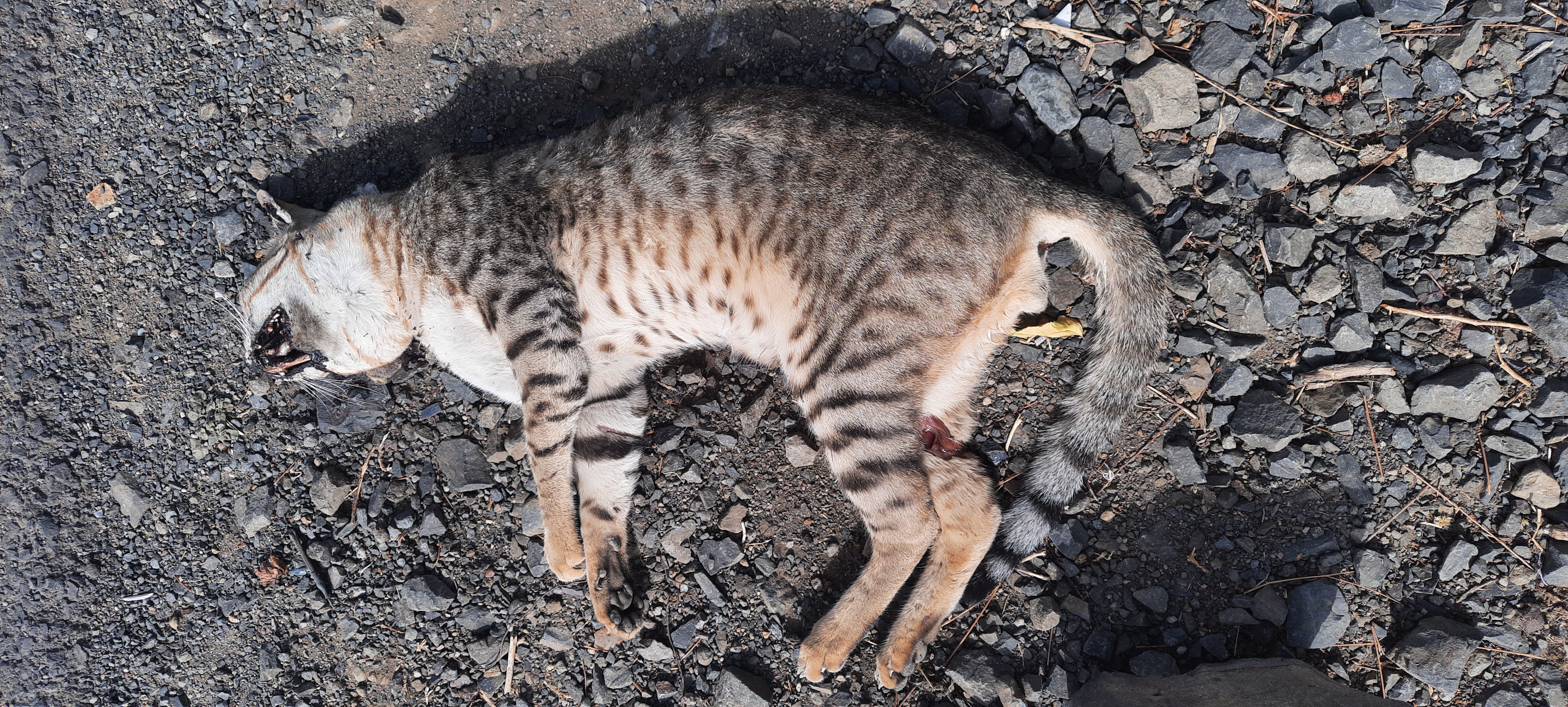 Domestic Cat / मांजर