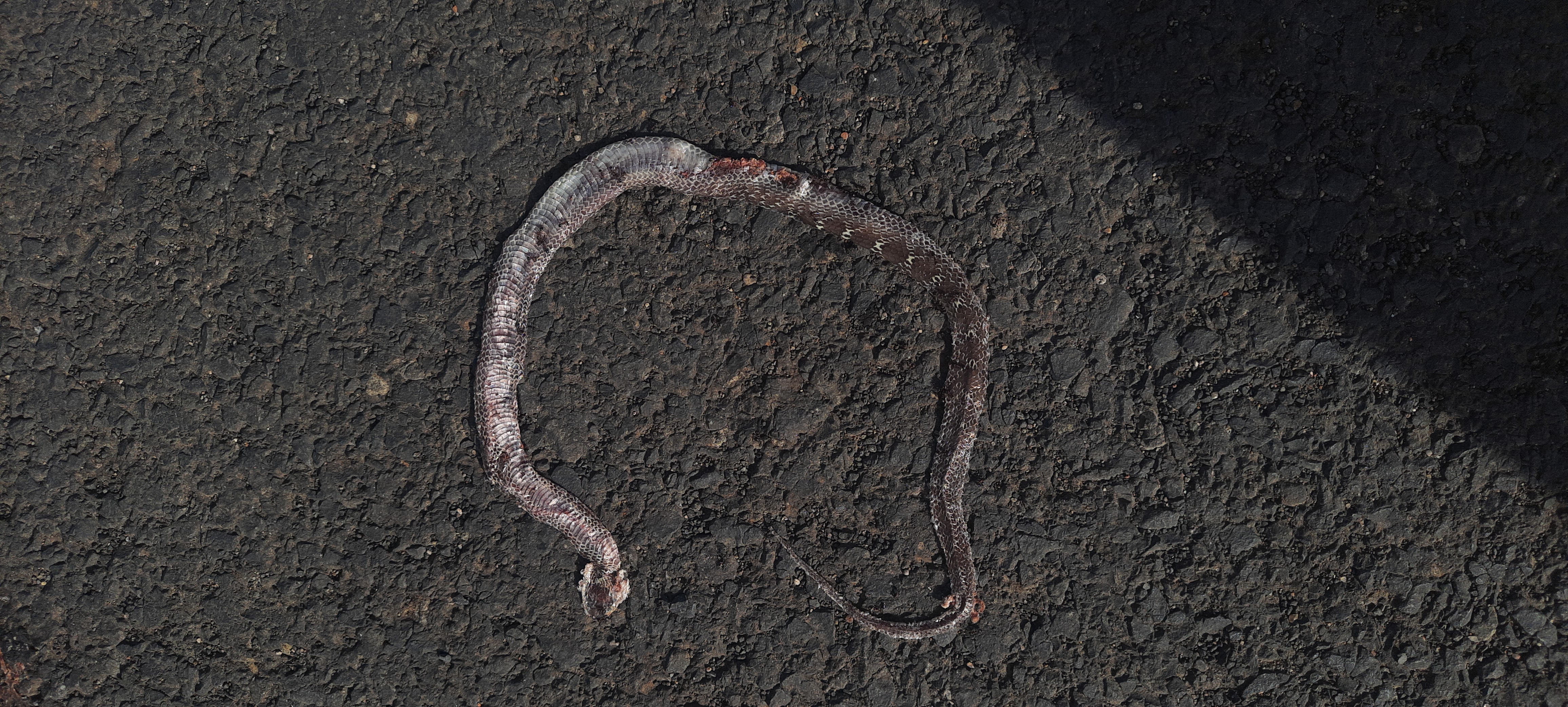 Common Wolf Snake / सामान्य भेड़िया साँप