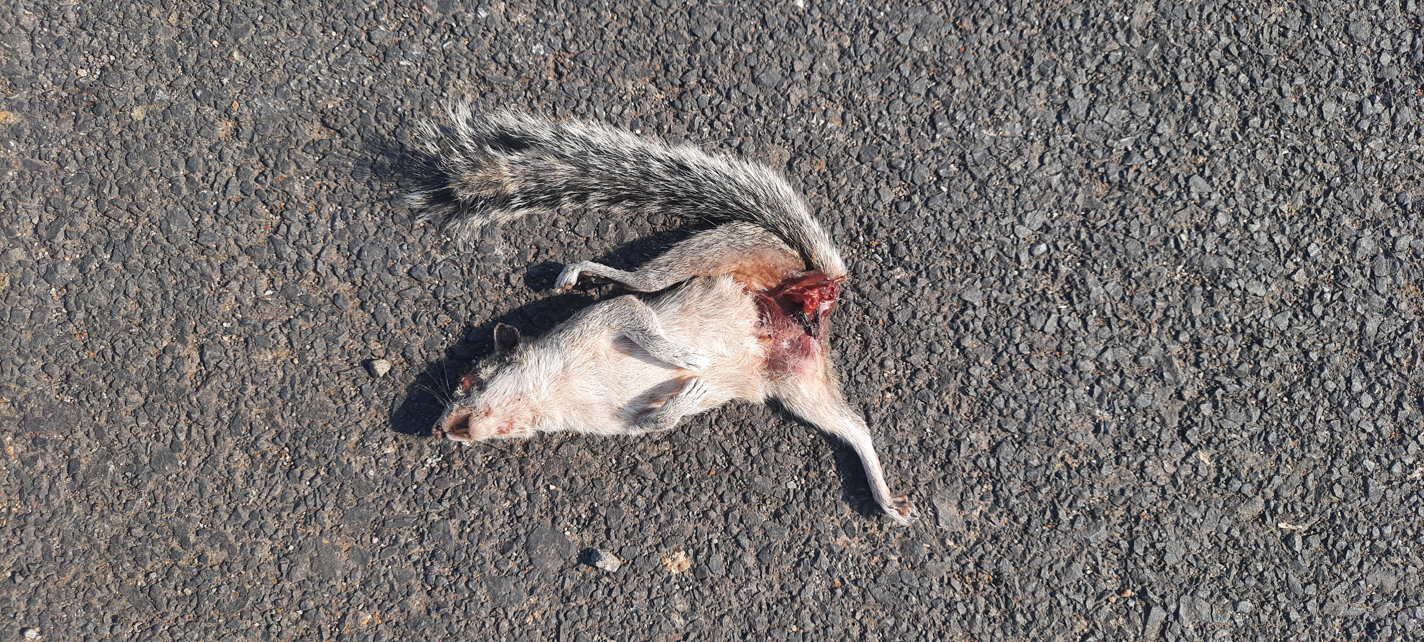 Indian Palm Squirrel / गिलहरी