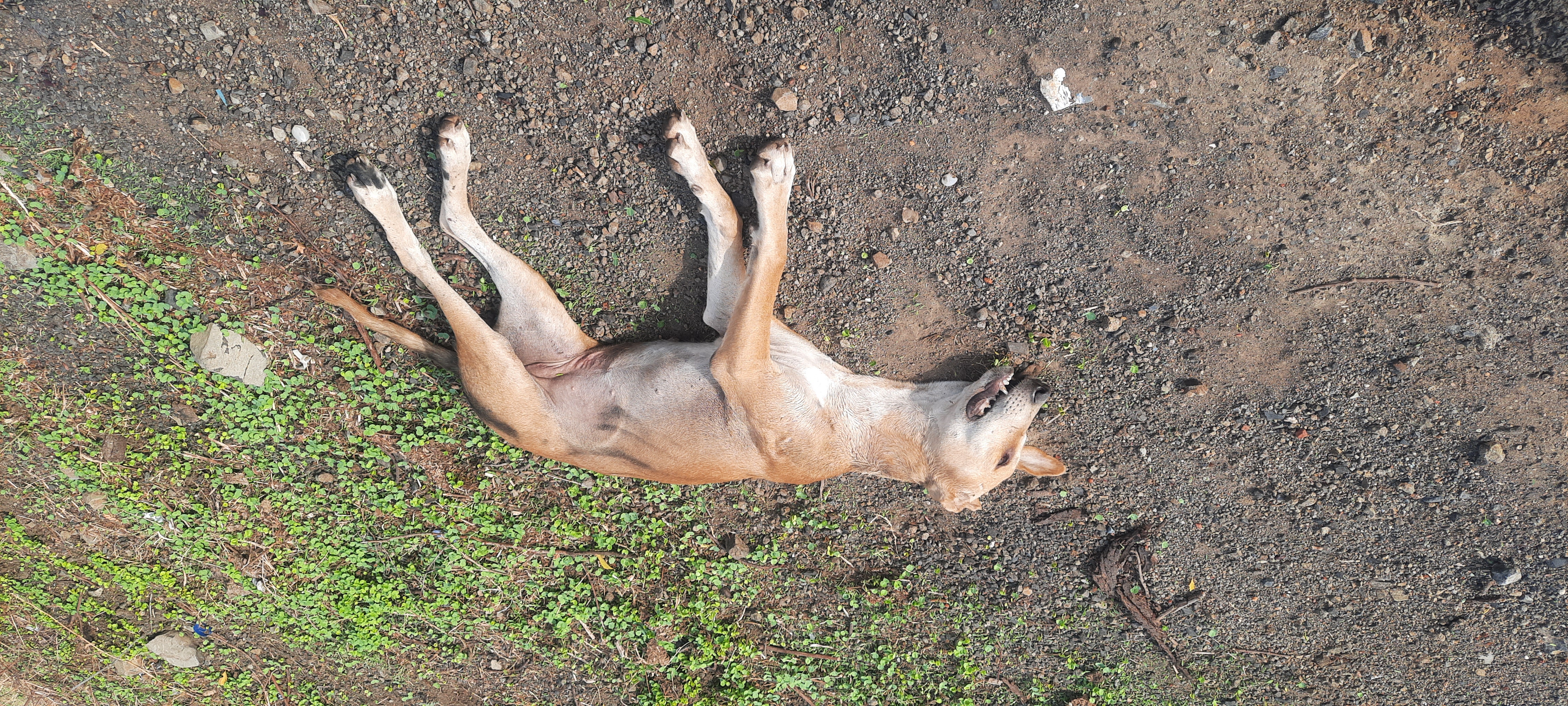 Domestic Dog / कुत्रा
