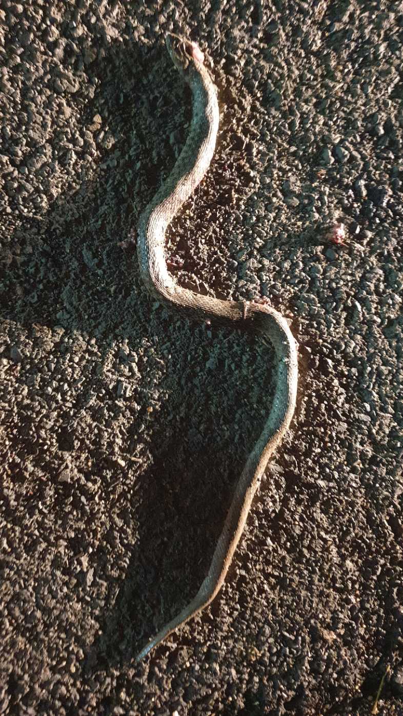 Checkered Keelback / पानी का साँप