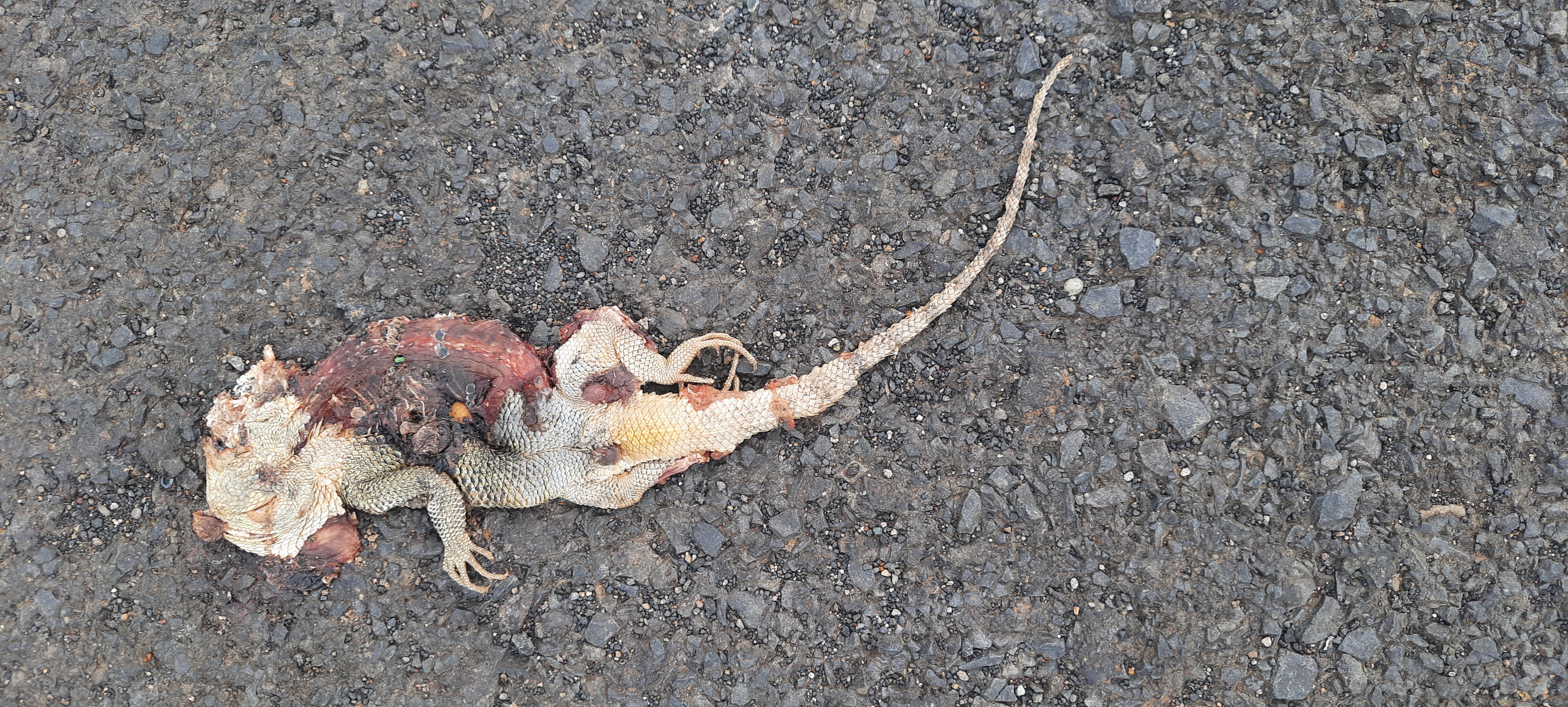Garden Lizard / बगीचे की छिपकली-गिरगिट