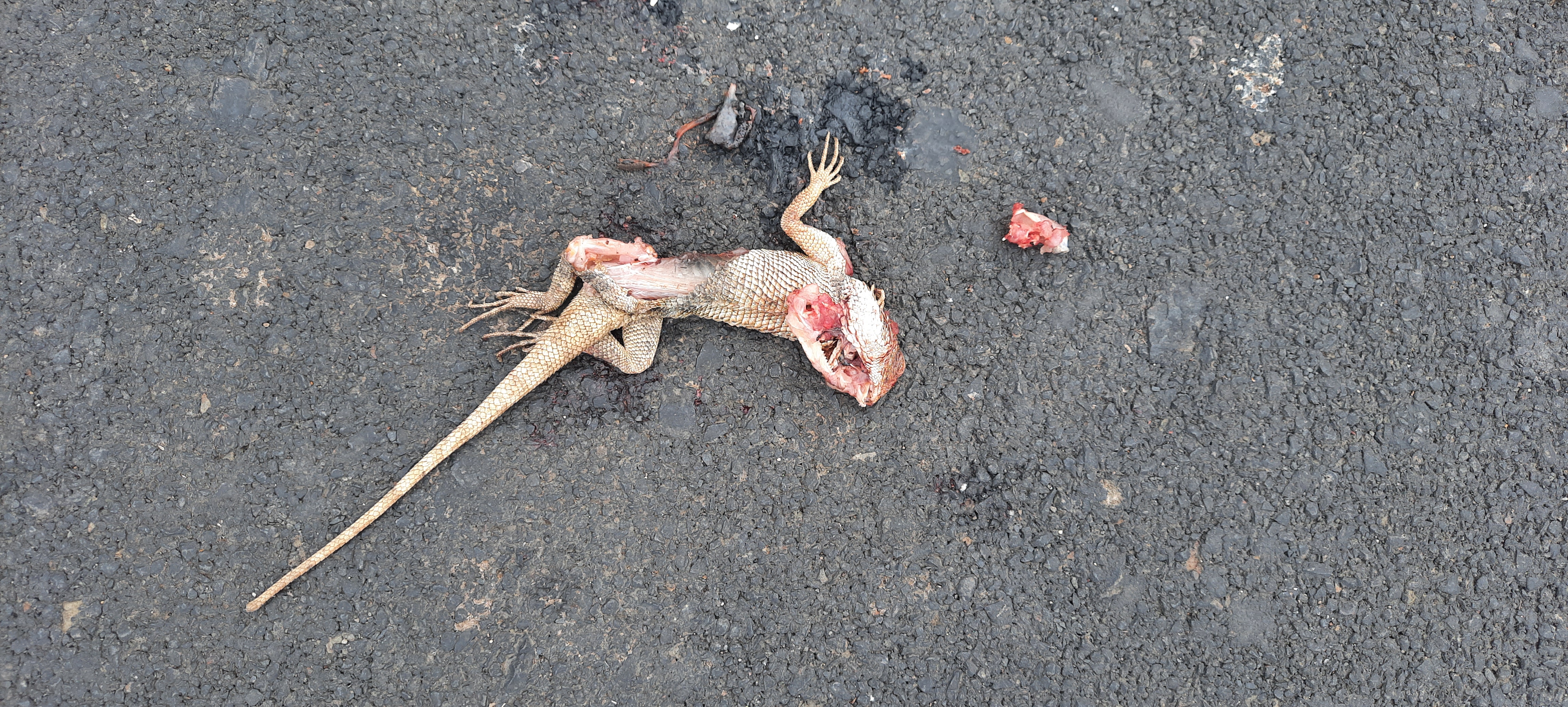 Garden Lizard / बगीचे की छिपकली-गिरगिट