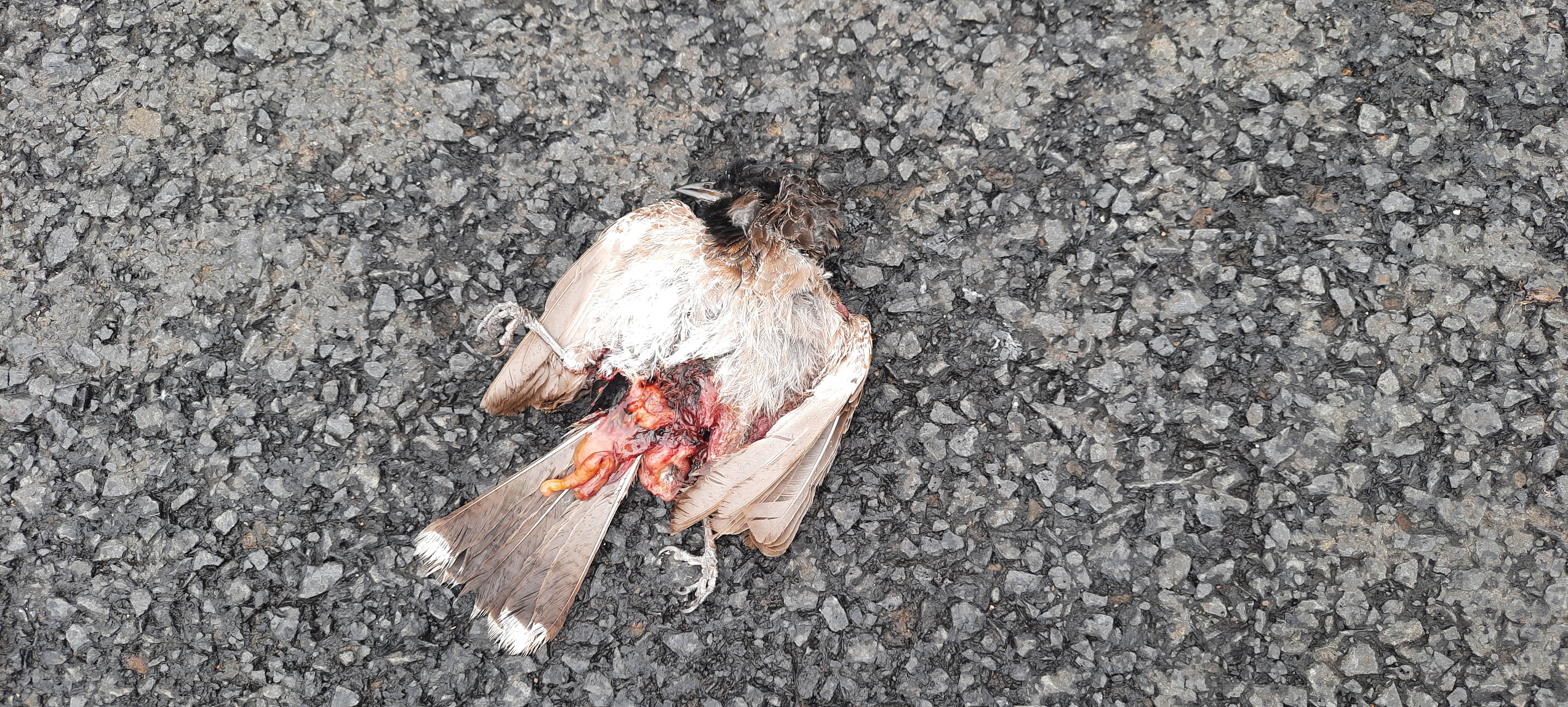 Red-Vented Bulbul / गुलदुम/कालासिर बुलबुल/लाल-गुदा बुलबुल