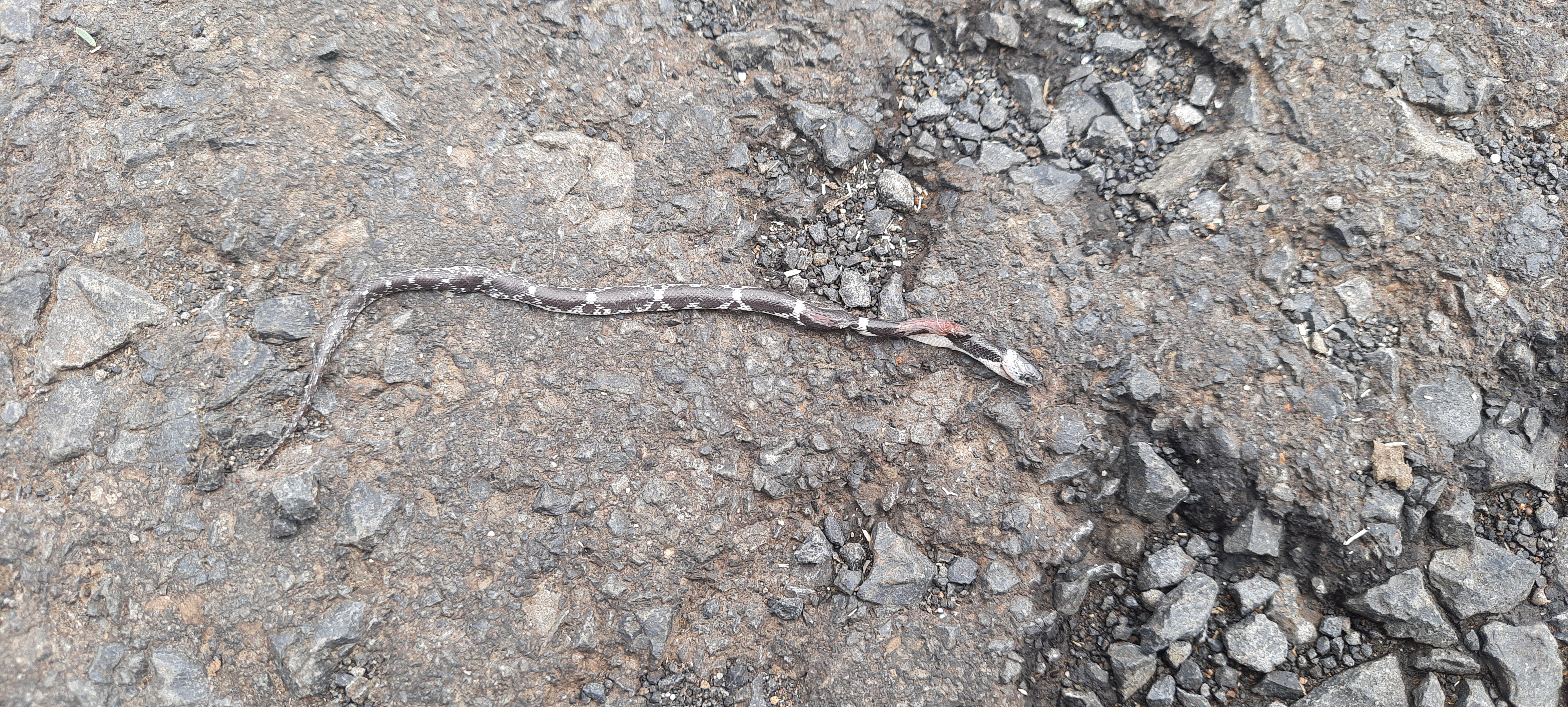 Barred Wolf Snake / धारीदार भेड़िया साँप