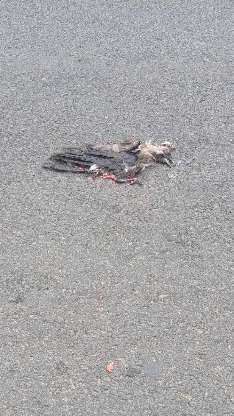 House Crow / कौआ