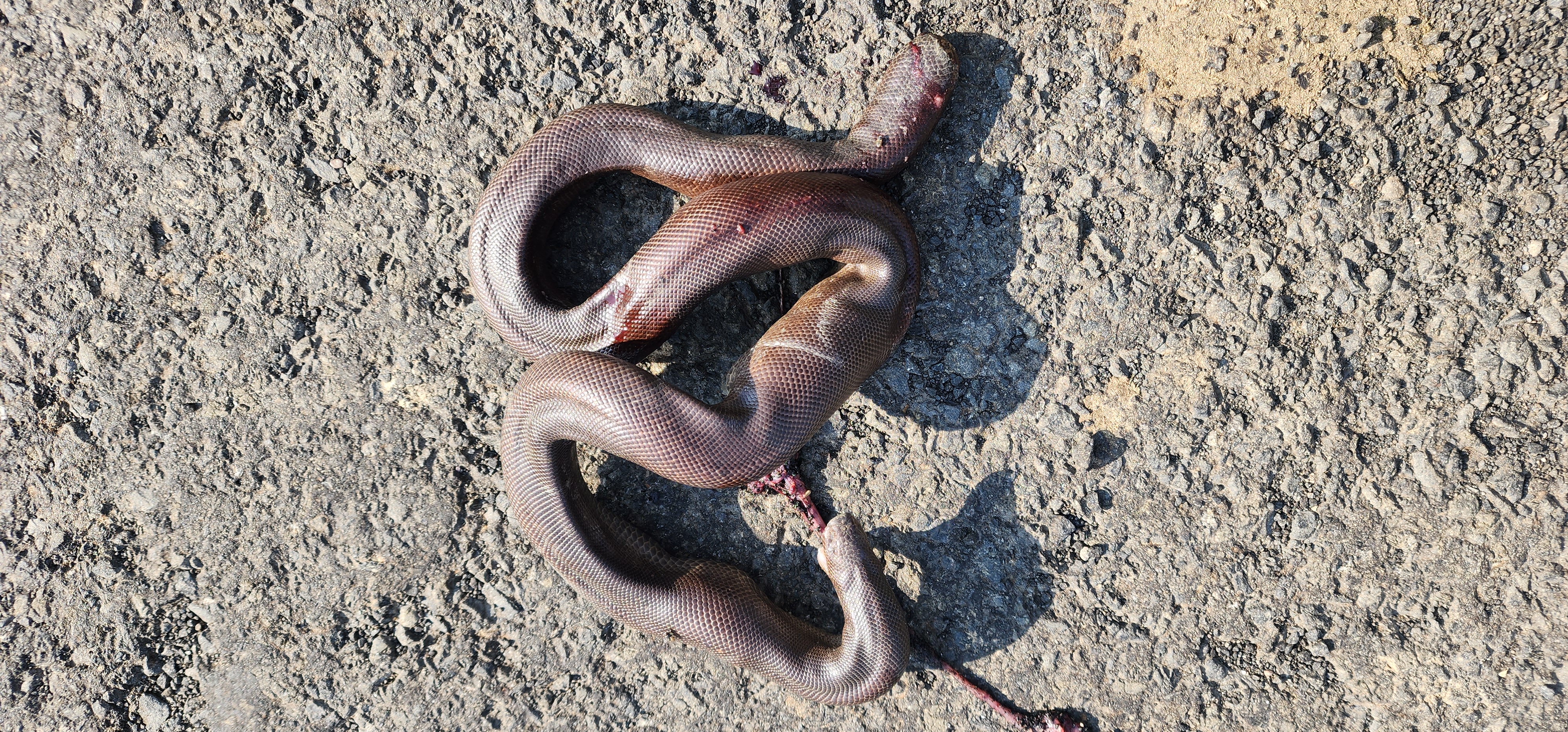 Red Sand Boa / लाल रेत बोआ