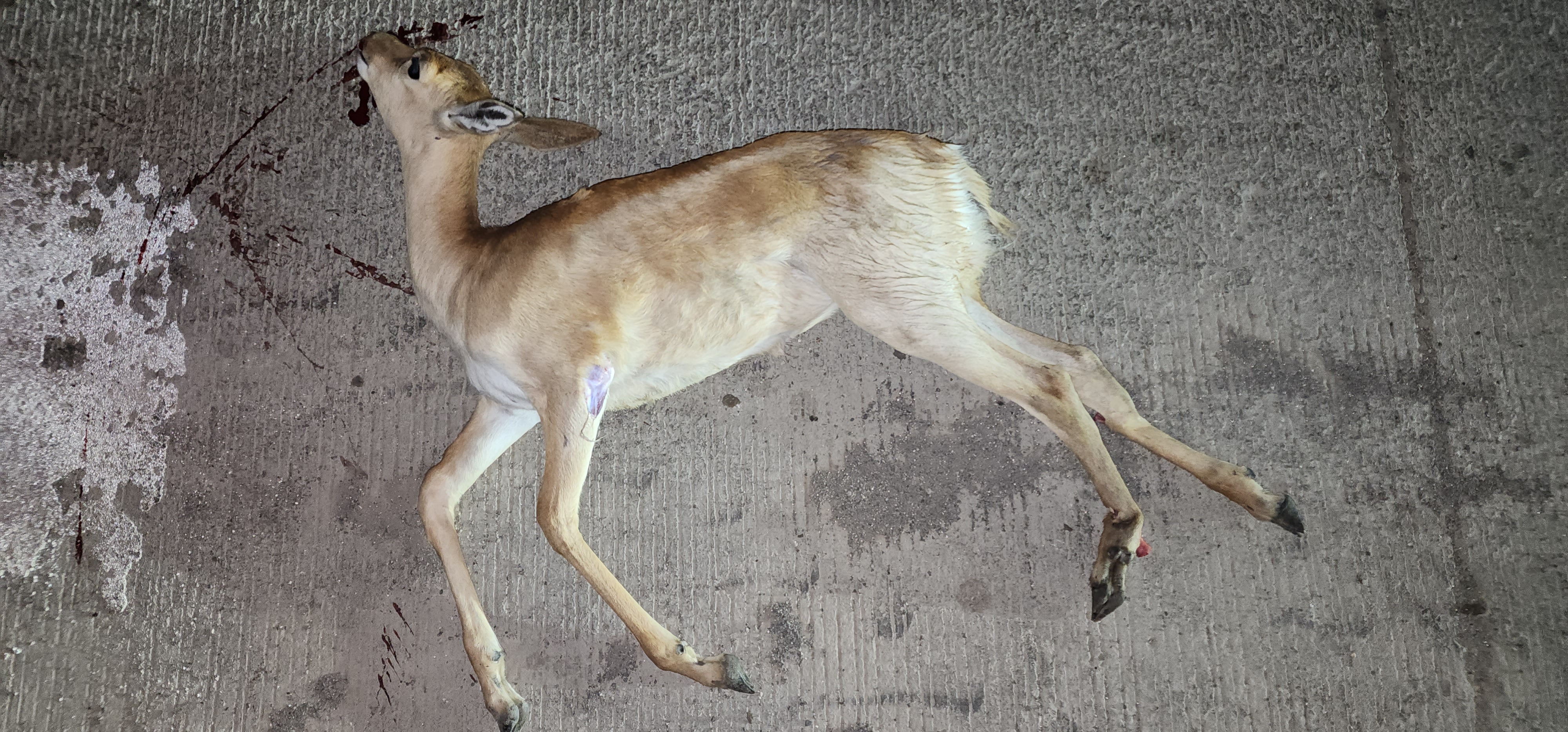 Black Buck / काला हिरण