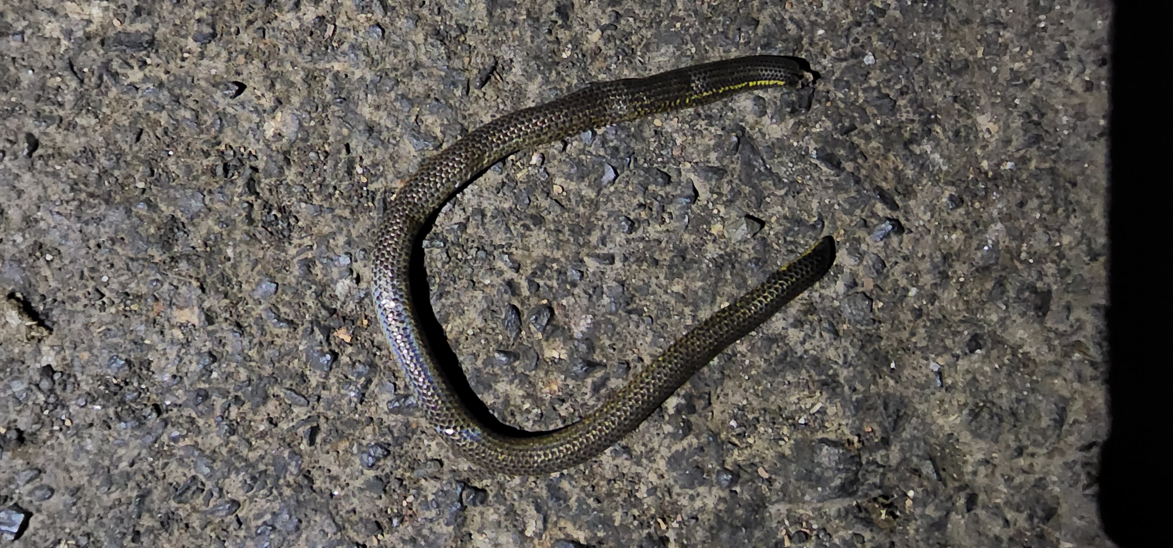 Elliot's Shieldtail / इलियट का शील्डटेल