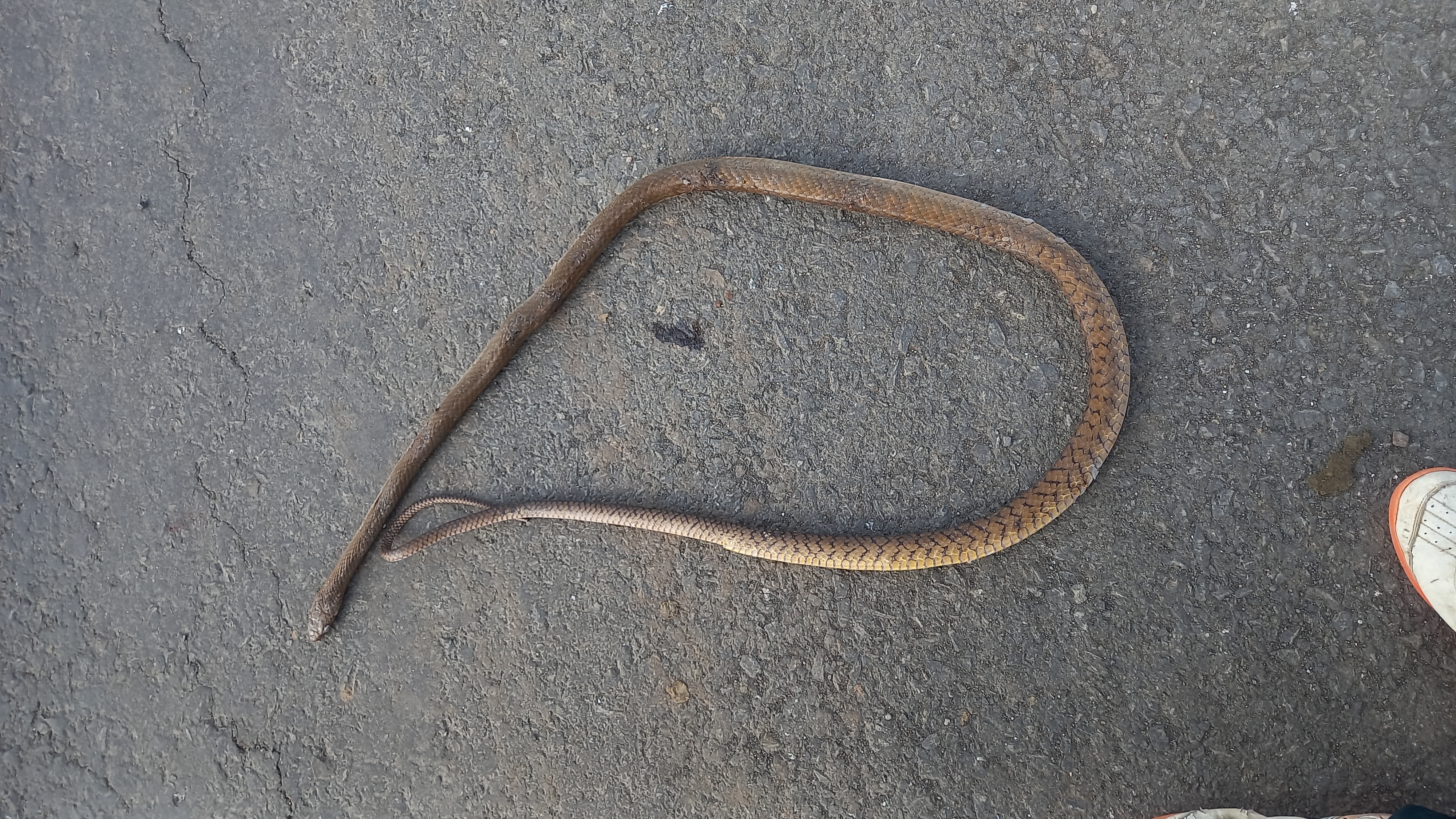 Indian Rat Snake / धामन