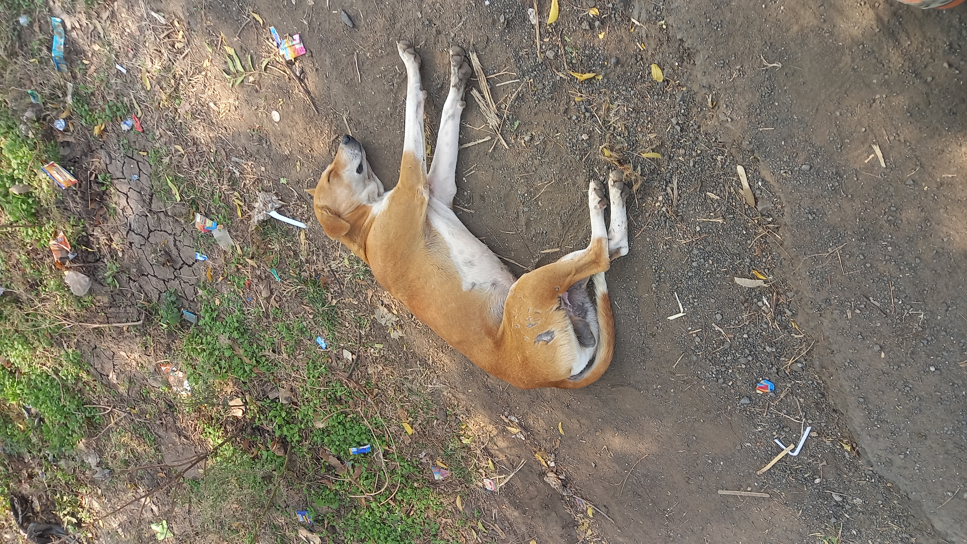 Domestic Dog / कुत्रा