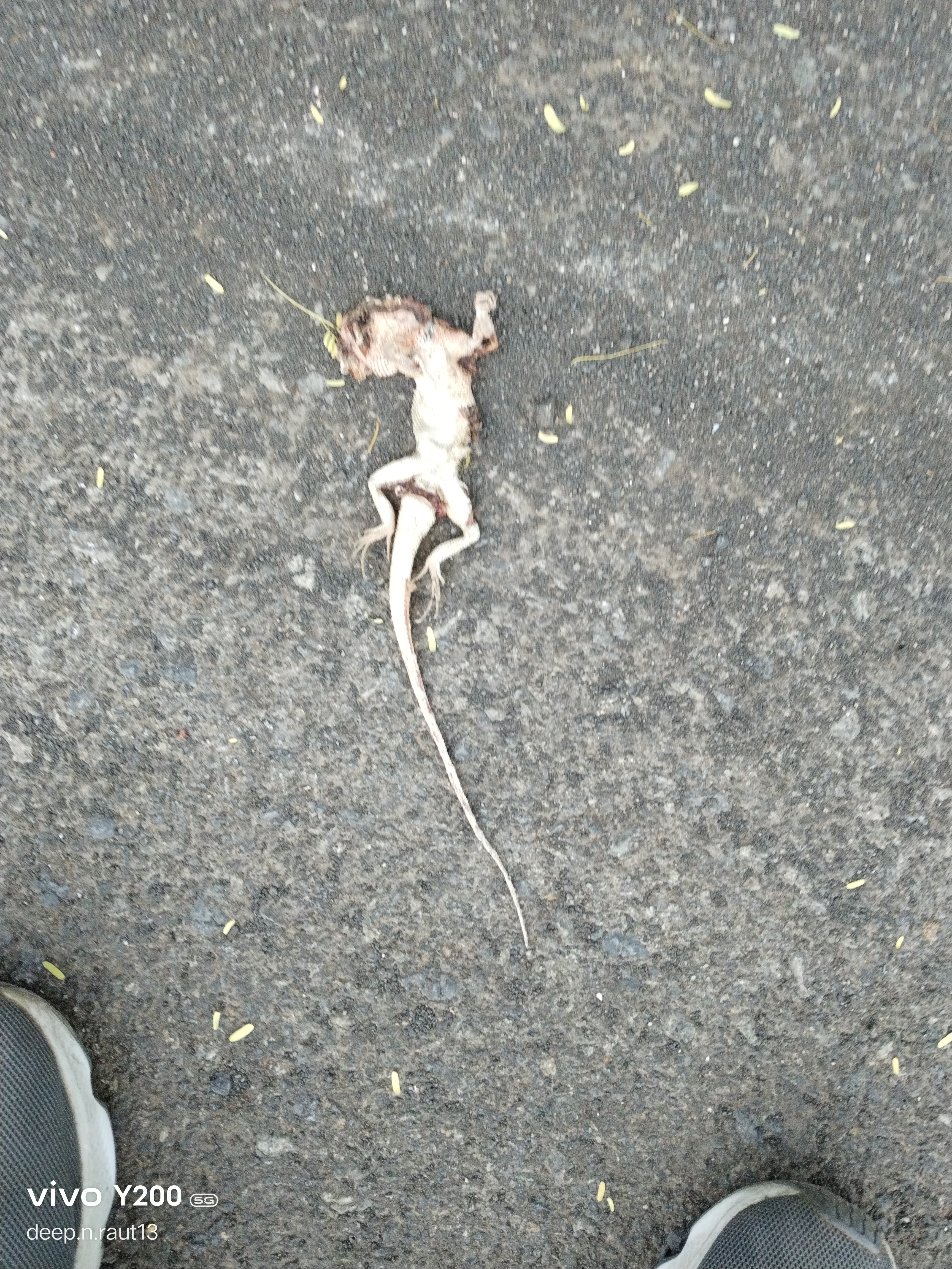 Fan throated lizard / पंखे के गले वाला गिरगिट - Uncertain
